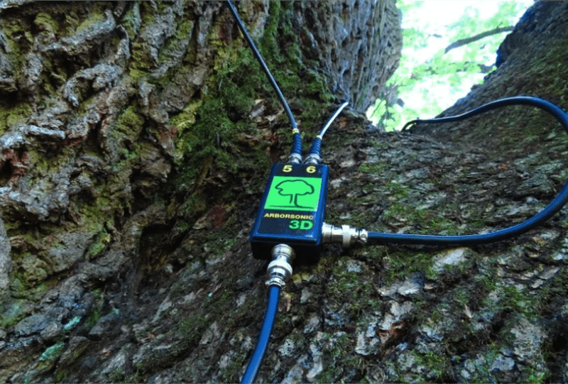 Maintaining Tree Trunk Health for Structural Integrity and Long-Term Ecological Benefits